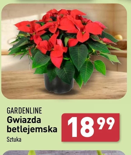 Gwiazda betlejemska Gardenline