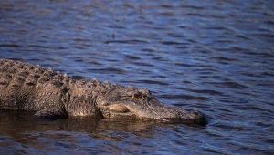 Aligator missisipski z Florydy