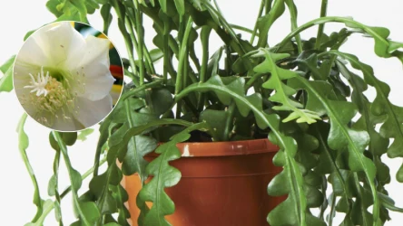 Kaktus zygzak wypuszcza piękne białe kwiaty