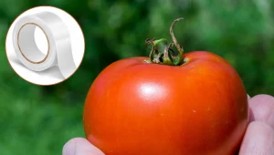 Zaklej pomidory taśmą w ten sposób. Nigdy więcej się nie zepsują