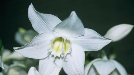 Lilia amazońska nazywana eucharisem lub eucharystią jest pięknym i mało popularnym w Polsce kwiatem doniczkowym