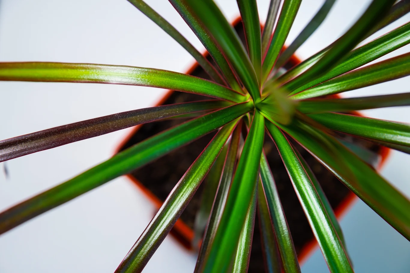 der drachenbaum Drachenbaum kaufen - Dracaena Marginata Zimmerpflanze Ø:21 H:120 cm