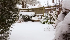 Przygotuj ogród na opady śniegu. Dzięki temu rośliny nie zmarnieją 