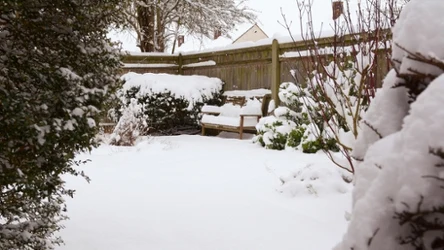 Jak śnieg wpływa na nasz ogród?
