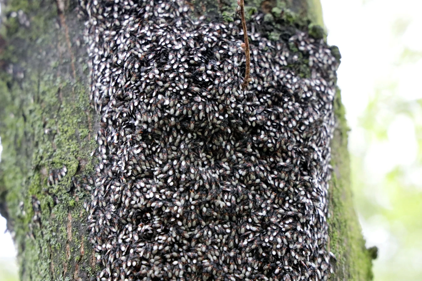 Skupieniec lipowy obsiada drzewa w Polsce. Skupieniec lipowy obsiada drzewa w Polsce.