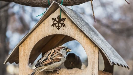 Nie rozumiesz, dlaczego ptaki nie przylatują do karmnika? Przyczyn może być kilka