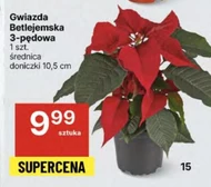 Gwiazda betlejemska