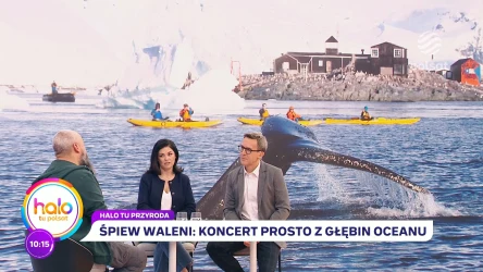 Jak (i o czym) śpiewają... wieloryby? O tajemnicach komunikacji morskich ssaków 