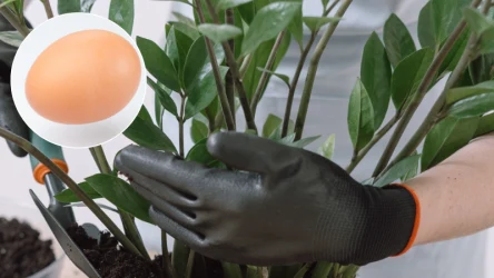 Surowe kurze jajko zawiera całą masę witamin, które wspierają rozwój zamiokulkasa