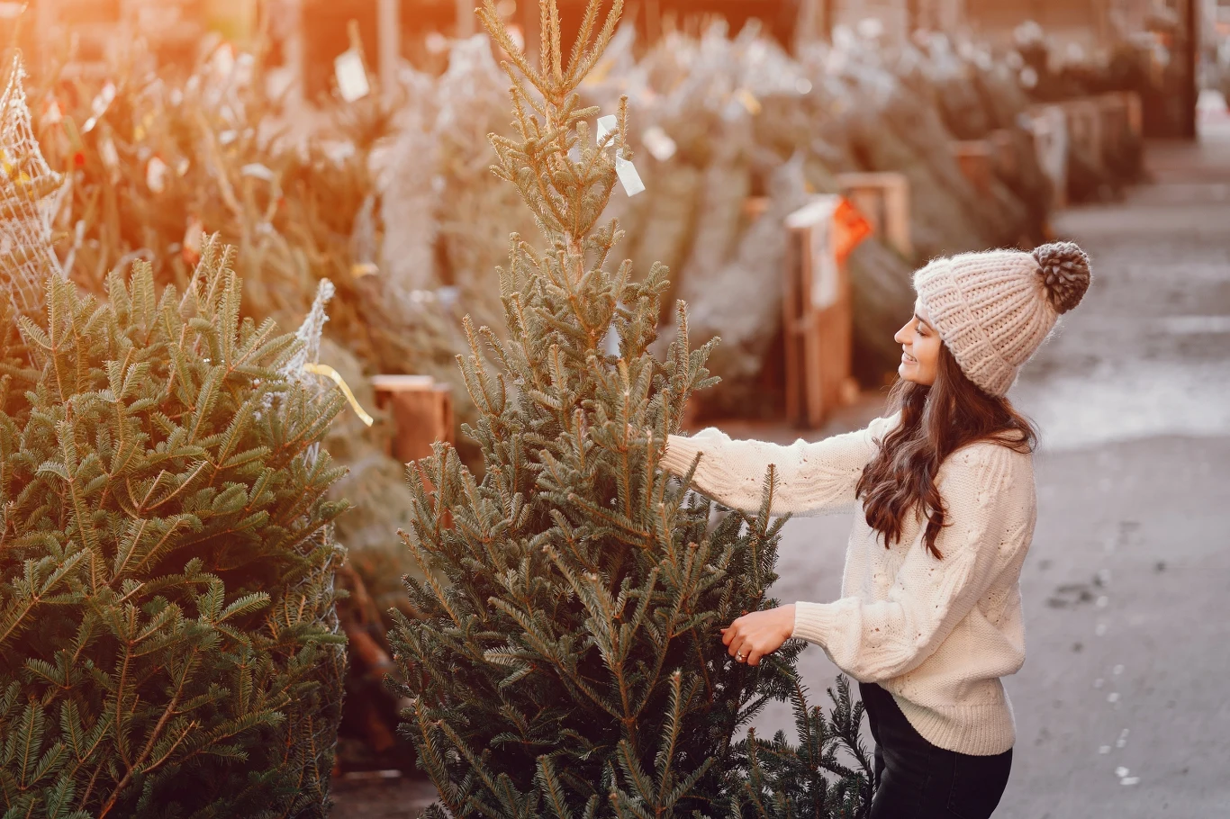 Choinkę możemy kupić na plantacji, w markecie albo w nadleśnictwie. Gdzie jest najtaniej? Choinkę możemy kupić na plantacji, w markecie albo w nadleśnictwie. Gdzie jest najtaniej?