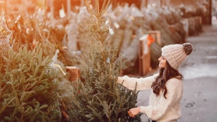 Choinkę możemy kupić na plantacji, w markecie albo w nadleśnictwie. Gdzie jest najtaniej?