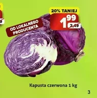 Kapusta czerwona