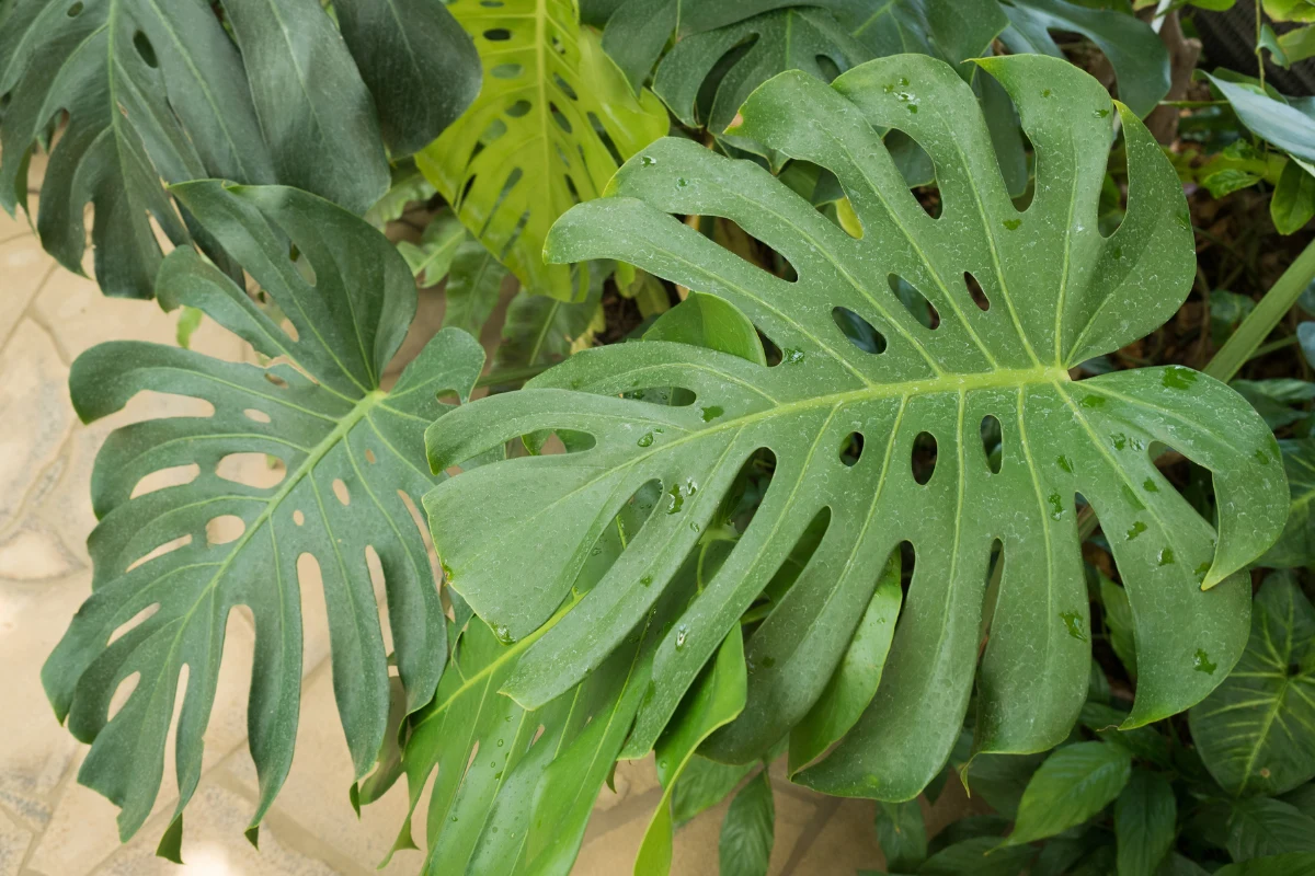 Podlewanie monstery domowym nawozem z popularnych owoców szybko poprawi kondycję rośliny i pobudzi ją do intensywnego wzrostu Podlewanie monstery domowym nawozem z popularnych owoców szybko poprawi kondycję rośliny i pobudzi ją do intensywnego wzrostu