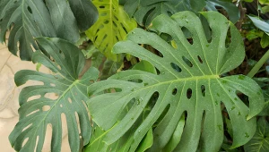 Monstera nie chce rosnąć? Poczęstuj ją tym owocem, a wystrzeli w górę