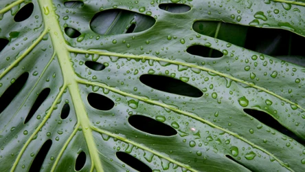 Jak często podlewasz monsterę? Kwiaciarka zdradza najlepszy sposób