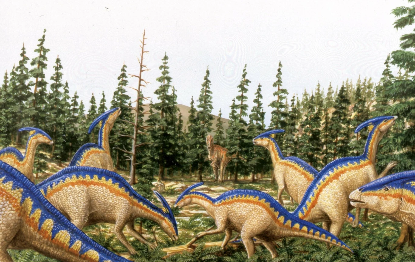 Parazaurolofy to dinozaury z wyrostkami na głowie Parazaurolofy to dinozaury z wyrostkami na głowie