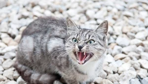 Wścieklizna w cały powiecie tomaszowskim