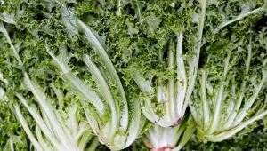 Zapomnij o sałacie. Z liściastych wybieraj cykorię endywię. Gwarantuje zdrowie