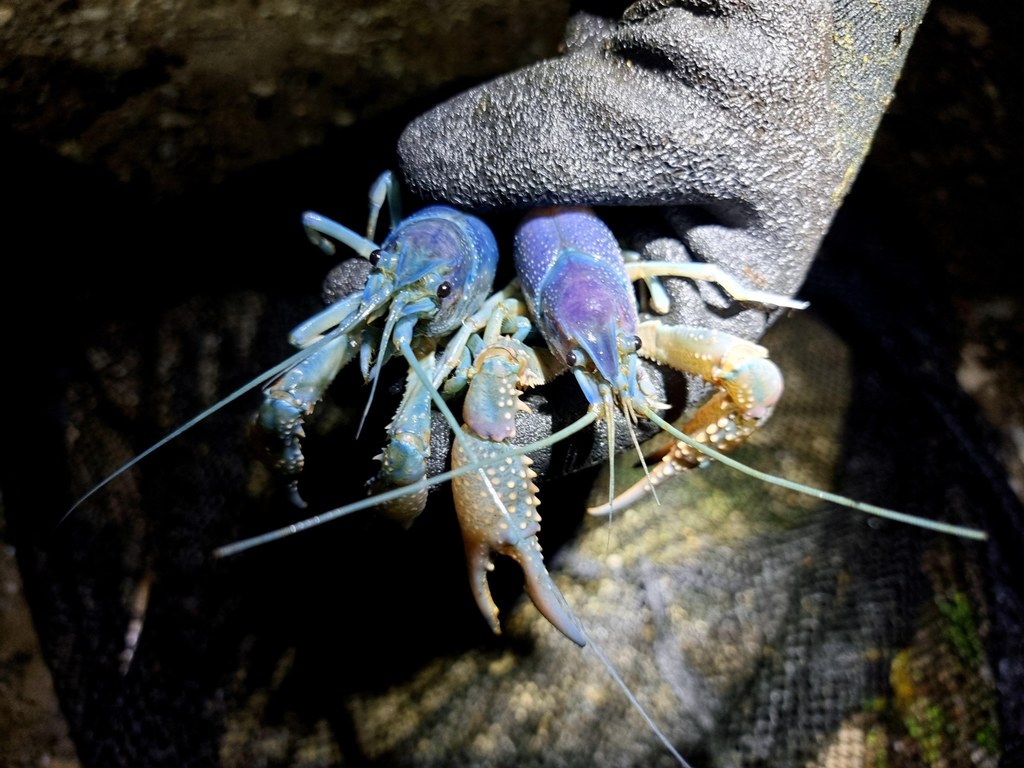 Rak luizjański (Procambarus clarkii) to gatunek pochodzący z Ameryki Północnej, ceniony w akwarystyce na całym świecie ze względu na liczne odmiany barwne