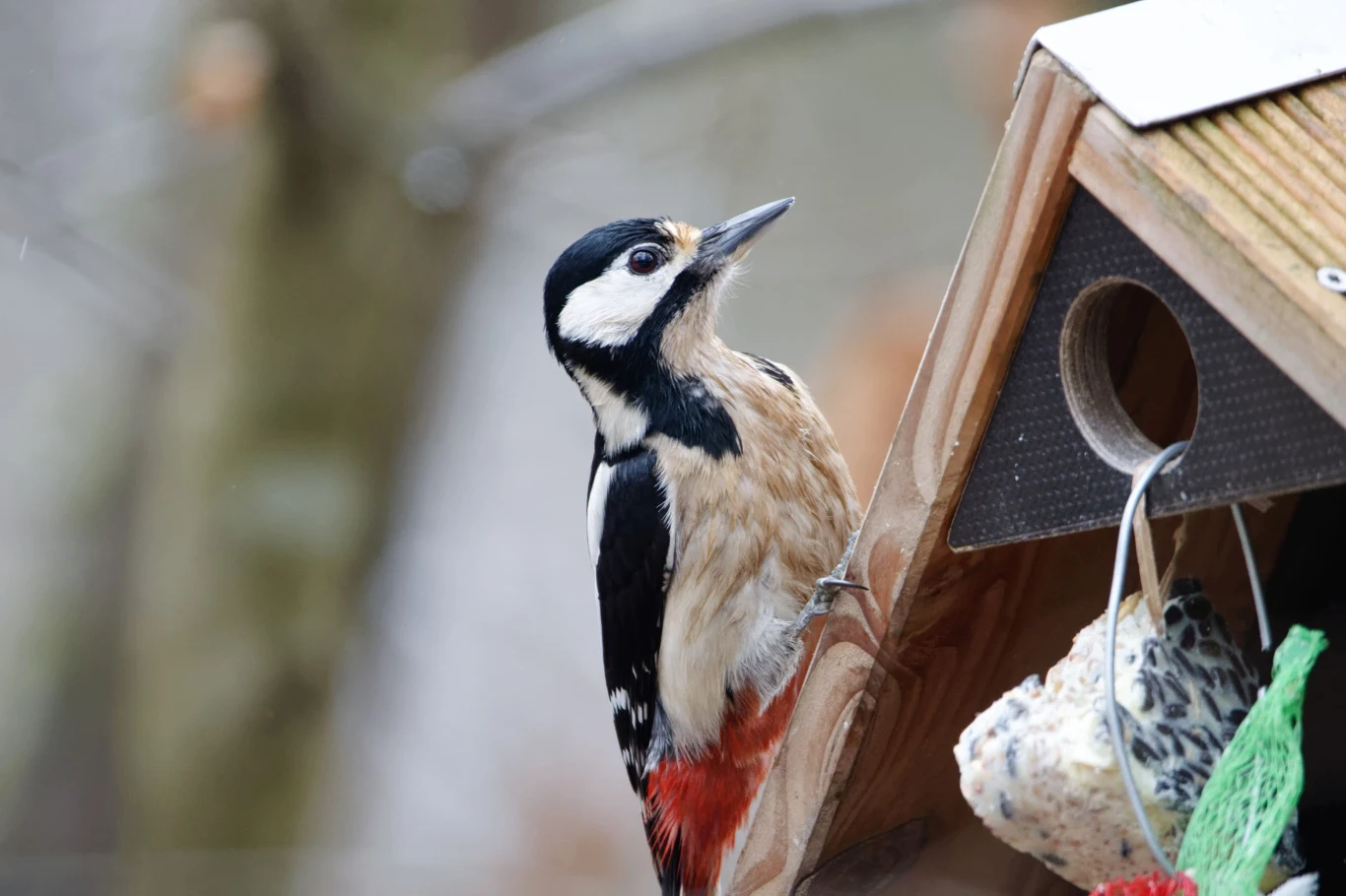 Dzięcioł przy karmniku.