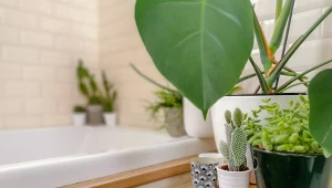 Słyszałeś, że te rośliny nadają się do łazienki bez okna? Nie daj się nabrać