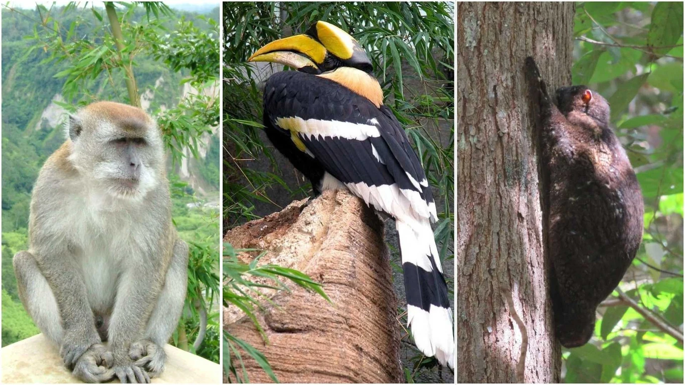 Niektóre gatunki, na które polują małpożery. Od lewej makak, dzioborożec i lotokot filipiński