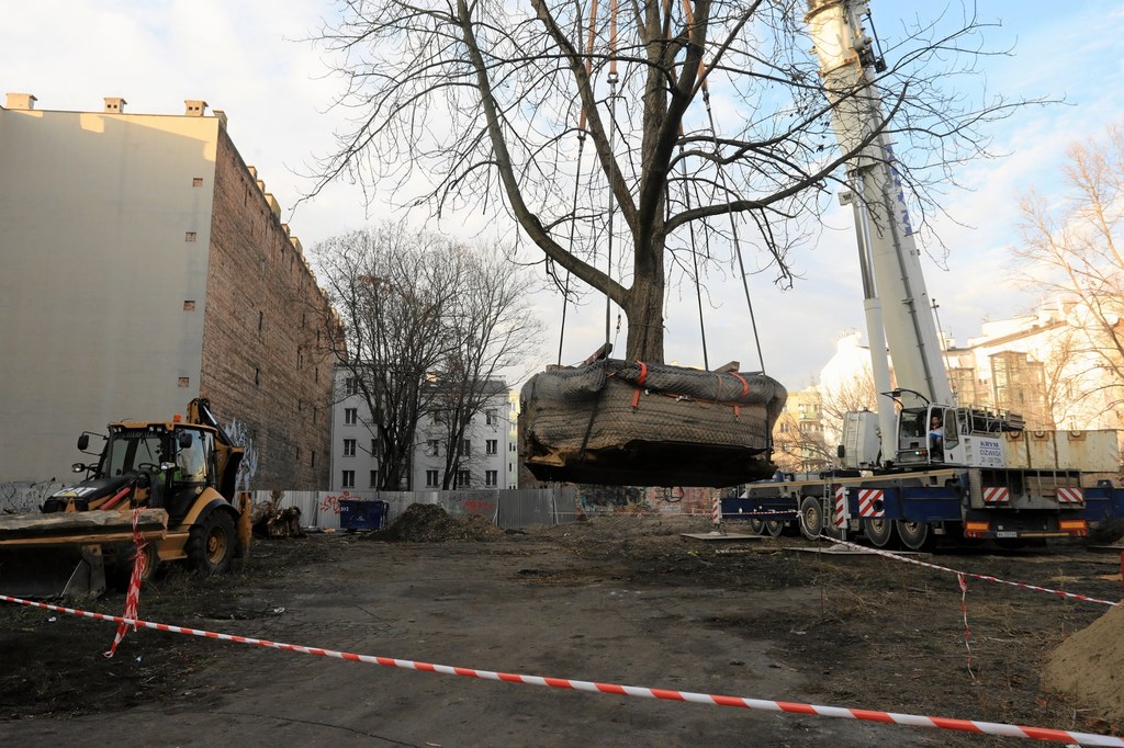 We wtorek w Warszawie przy ul. Stalowej przeniesiono ogromny kasztanowiec