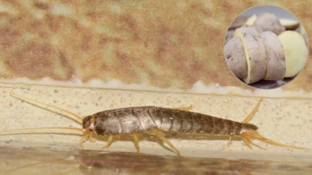 Chcesz pozbyć się rybików cukrowych z łazienki? Z pomocą przyjdzie ci popularne warzywo