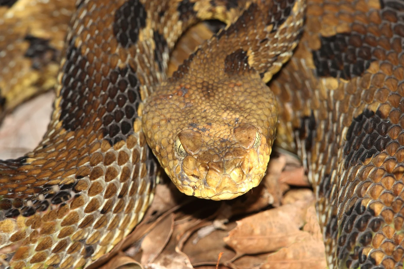 Grzechotnik pospolity powszechnie występuje w Ameryce Północnej Grzechotnik pospolity powszechnie występuje w Ameryce Północnej