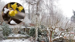 Zima w ogrodzie nie musi być nudna. Te rośliny zakwitają podczas mrozów