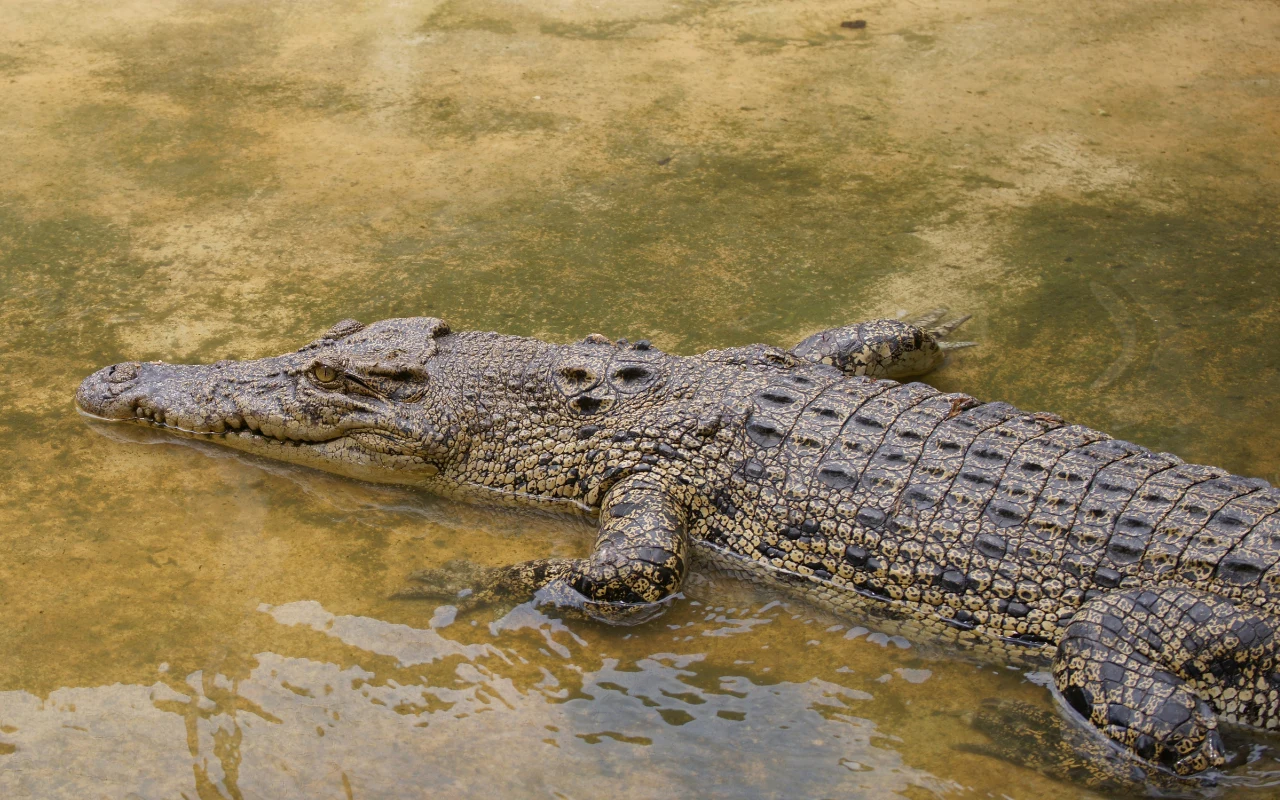Krokodyl w naturalnym środowisku