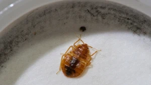 Pluskwy w podstawówce. Konieczne będzie zamknięcie szkoły