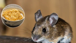 Gdy myszy pchają się do domu, dziel się z nimi tym obiadem. Zapomnisz o problemie