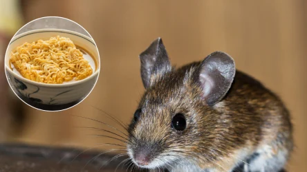 Dzięki makaronowi z zupek chińskich szybko pozbędziesz się problemu z myszami w domu