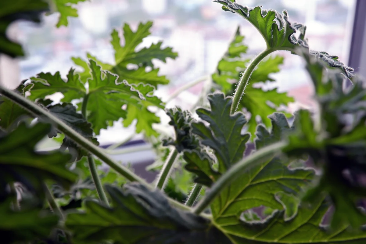 Żółknięcie liści anginki zimą może być związane z okresem spoczynku rośliny