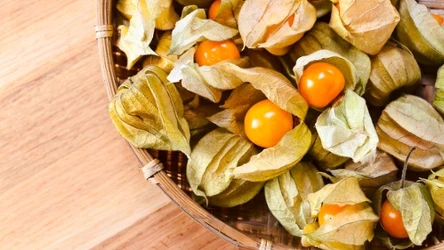 Złoto Inków na talerzu. Miechunka wspiera odporność, trawienie i wzrok