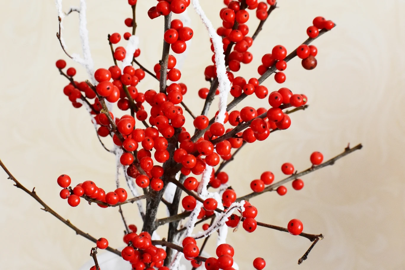 Ostrokrzew może pełnić funkcję drzewka świątecznego. Ostrokrzew może pełnić funkcję drzewka świątecznego.