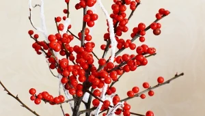 Nie musisz kupować choinki. Te rośliny świetnie ją zastąpią