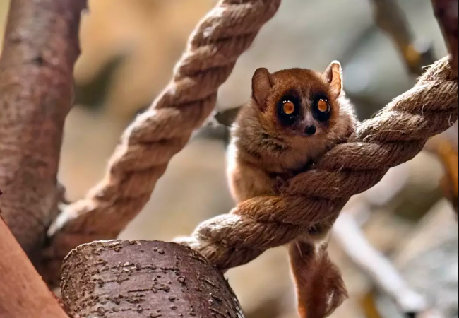 Mikrusek kasztanowaty to jeden z najmniejszych mieszkańców zoo w Gdańsku (fot. Magda Paprocka/ zoo.gdansk.pl)