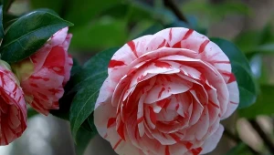 Szukasz rośliny, która kwitnie zimą? Ten gatunek bije na głowę oklepanego grudnika