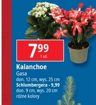 Kalanchoe Gasa