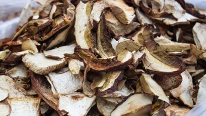 Suszone grzyby pleśnieją? To znak, że popełniasz ten błąd