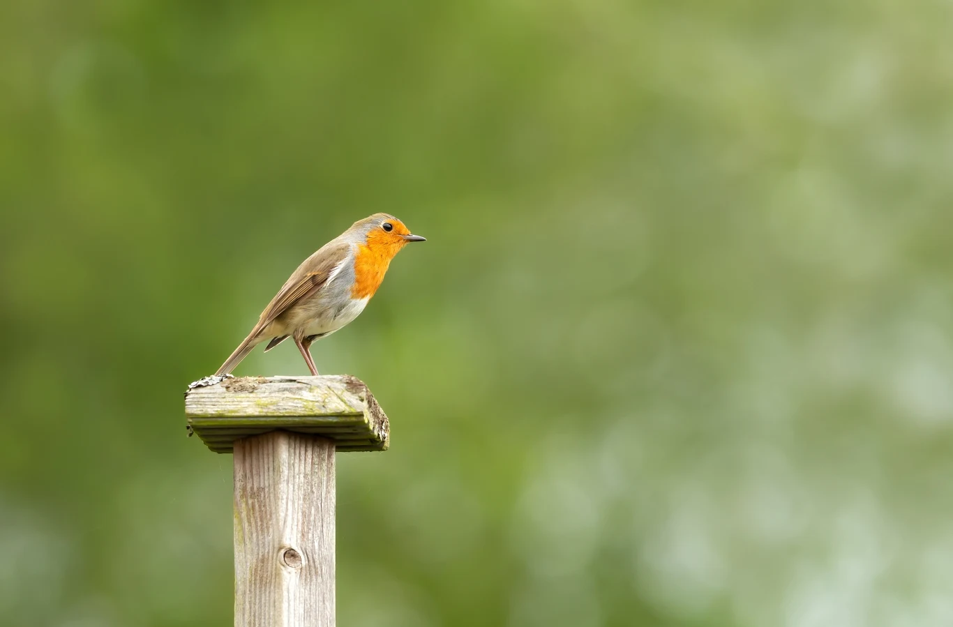 Rudziki zakładają gniazda nisko nad ziemią