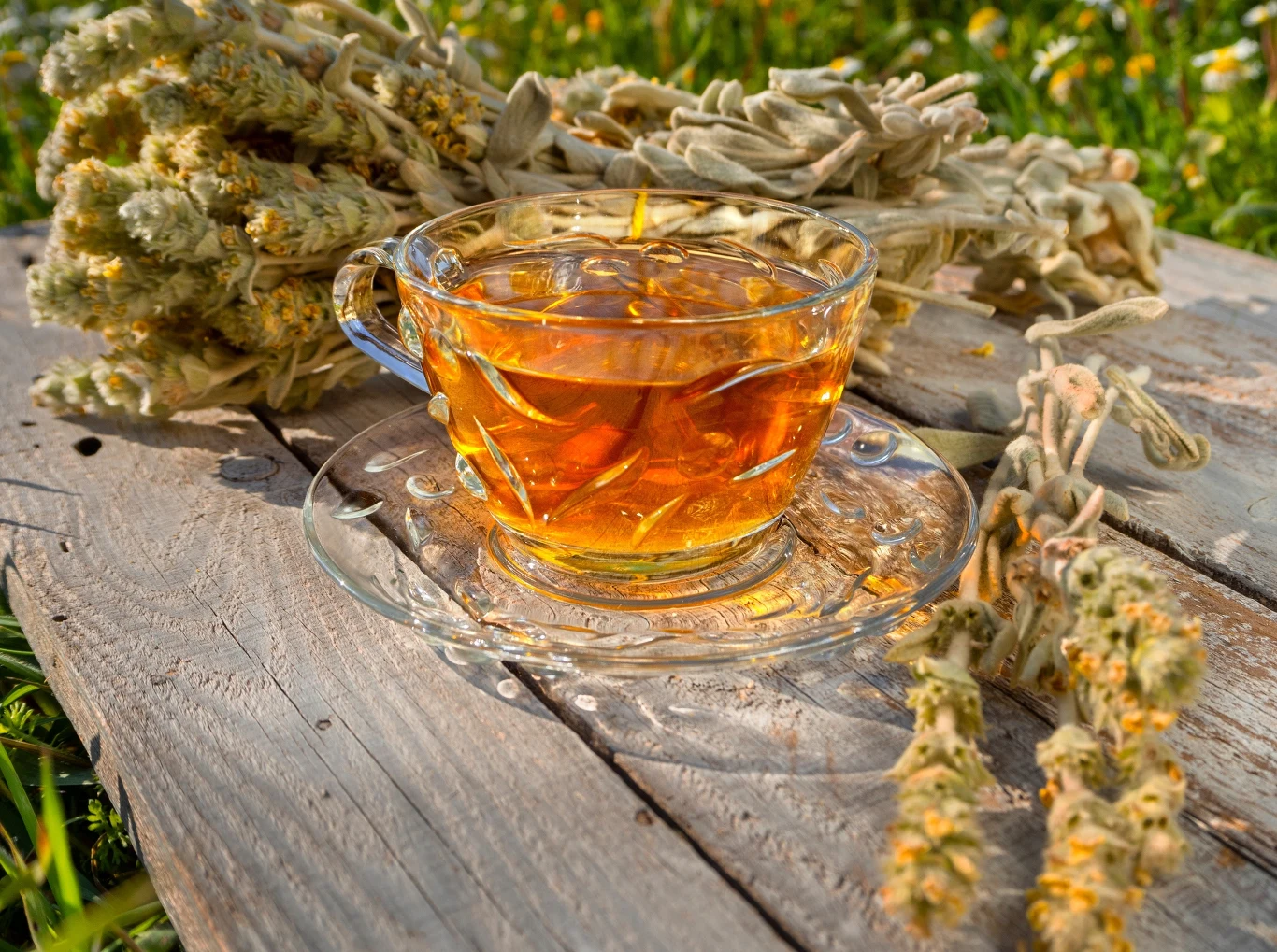 Napar z gojnika wspiera lepsze trawienie oraz układ odpornościowy. Zalet ma jednak o wiele więcej