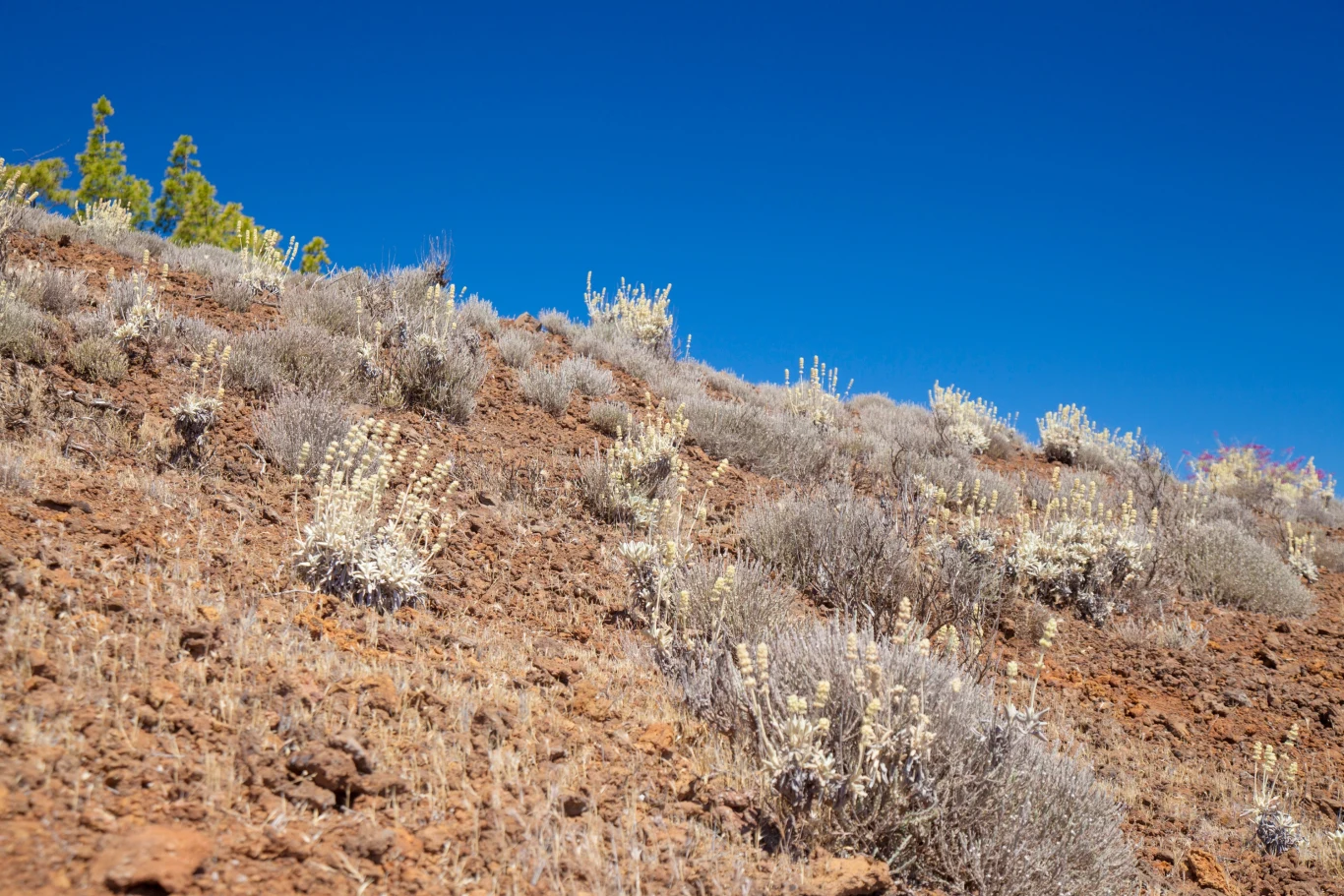 Gojnik najczęściej rośnie na górskich terenach.