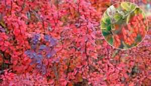 W grudniu nie zapomnij okryć tym berberysów. Przetrwają zimę bez szwanku 