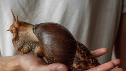 Ogromny ślimak jest niebezpieczny dla ludzi?
