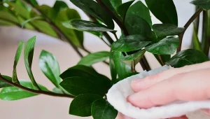 Przetrzyj tym liście zamiokulkasa. Kurz nie będzie na nim osiadał