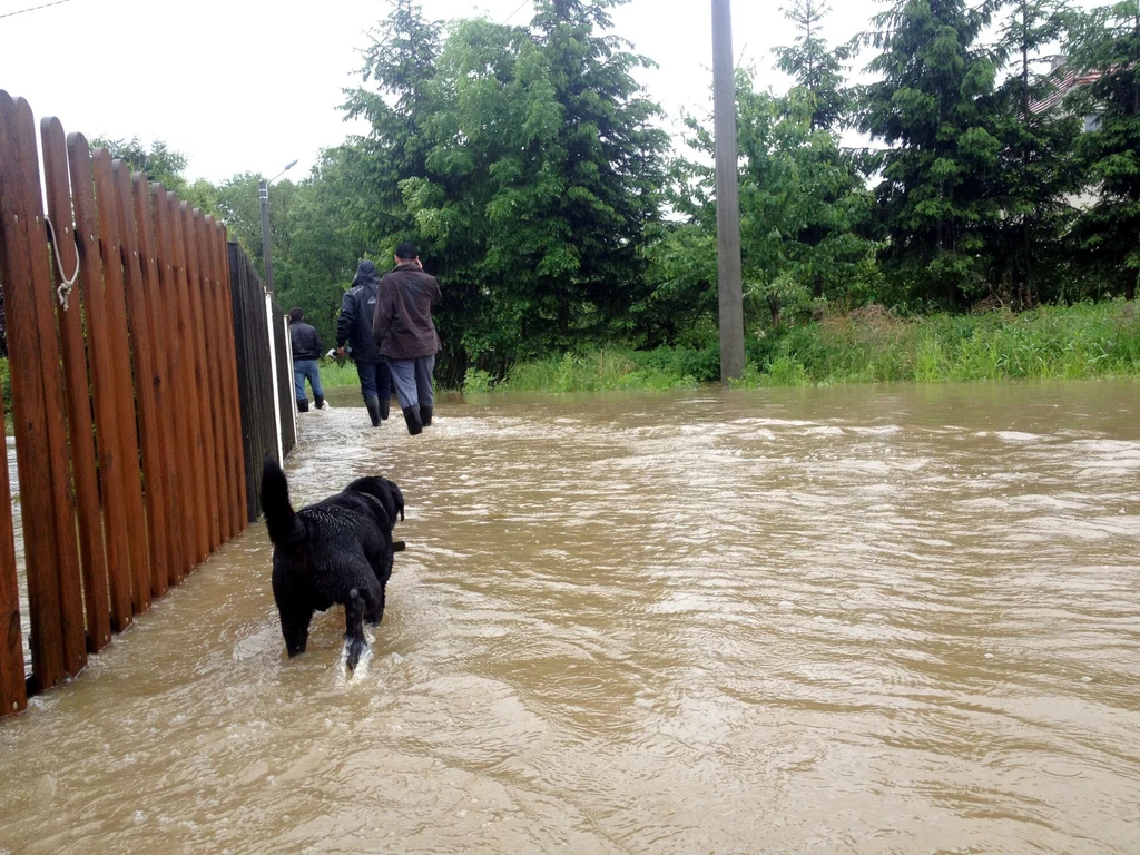 Zwierzęta to ciche ofiary powodzi 