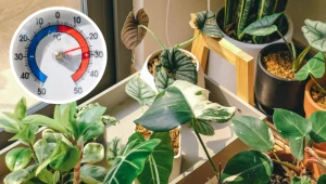 To najlepsza temperatura dla roślin doniczkowych. Ustaw ją, a rozrosną się jak w dżungli